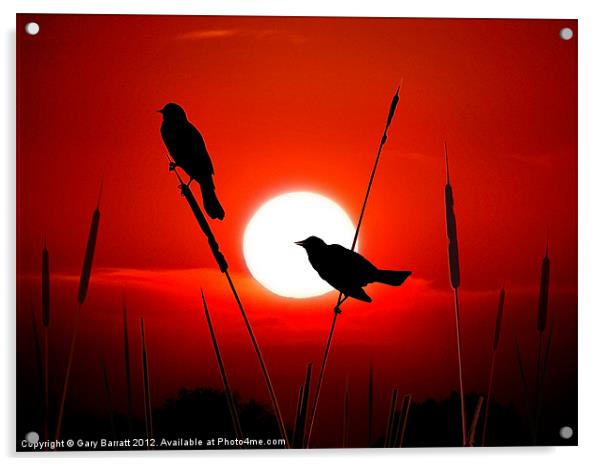 Redwing Blackbirds On Red Sunset. Acrylic by Gary Barratt