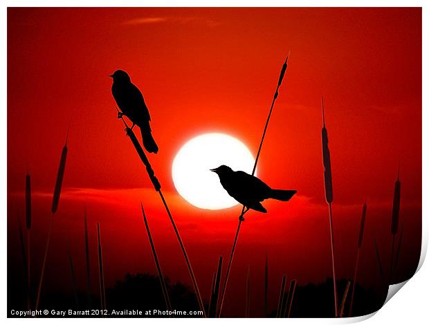 Redwing Blackbirds On Red Sunset. Print by Gary Barratt