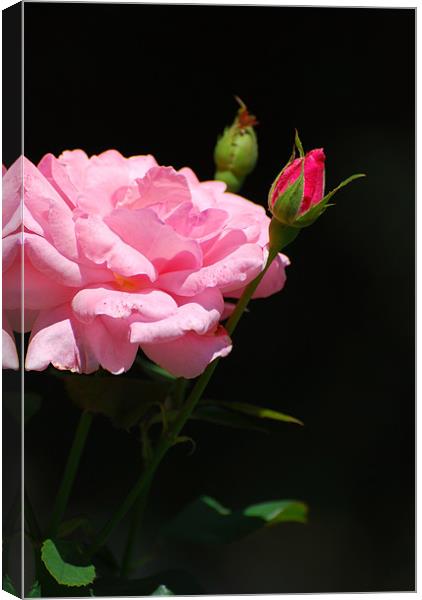 Bud of a rose Canvas Print by Adrian Bud