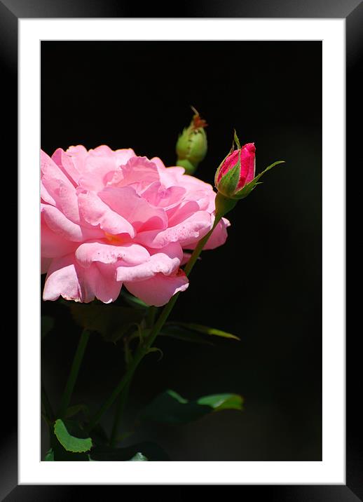 Bud of a rose Framed Mounted Print by Adrian Bud