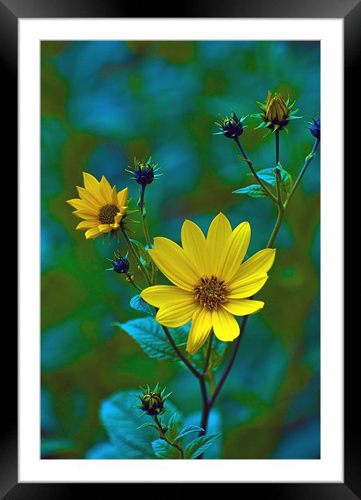 Proud and yellow Framed Mounted Print by Adrian Bud