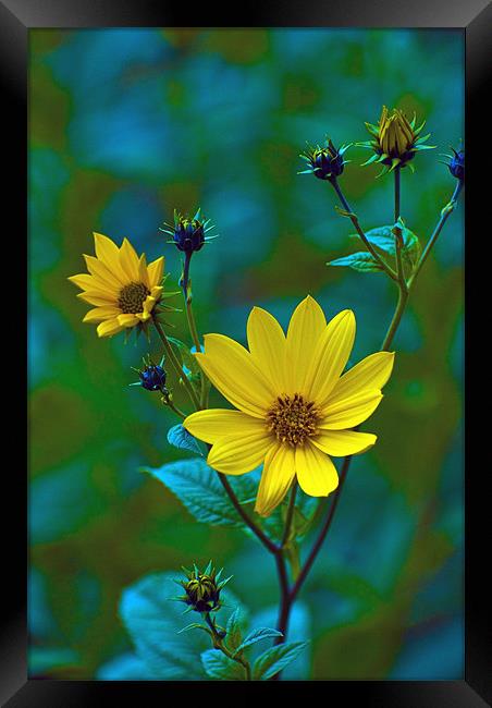 Proud and yellow Framed Print by Adrian Bud