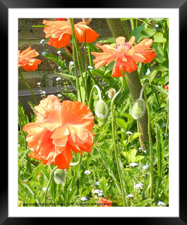 Poppies Framed Mounted Print by Sharon Lisa Clarke
