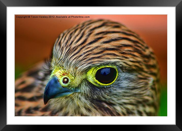 Kestral Framed Mounted Print by Trevor Kersley RIP