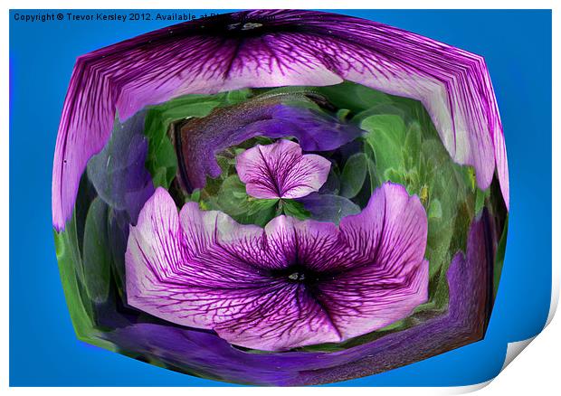 Purple Petunia Print by Trevor Kersley RIP