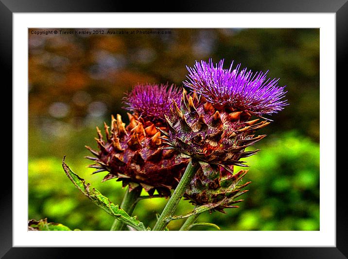 The Colour Purple Framed Mounted Print by Trevor Kersley RIP