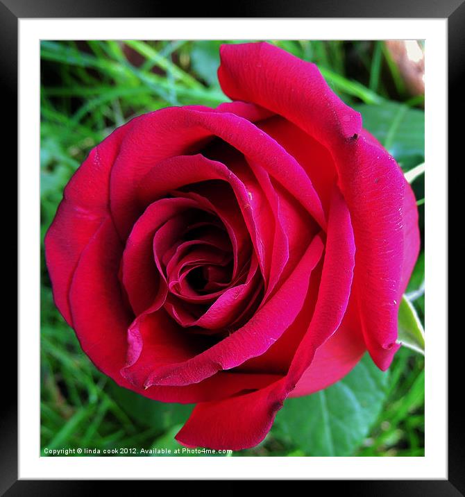 single red rose Framed Mounted Print by linda cook