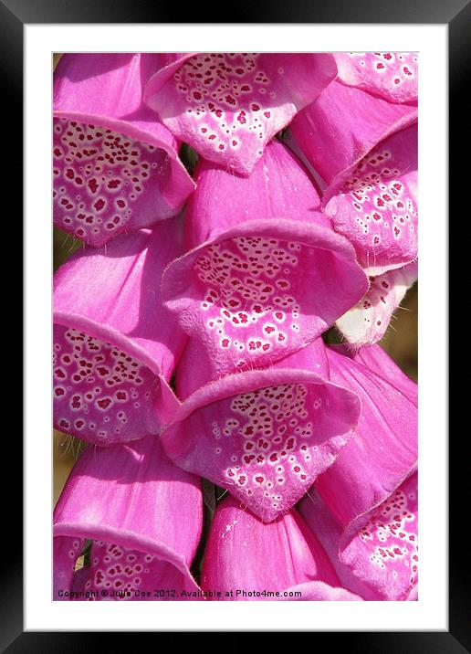 Common Foxglove Framed Mounted Print by Julie Coe