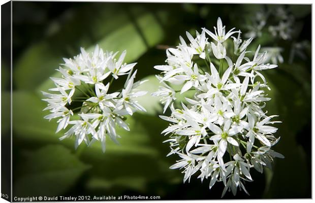 Wild Garlic Canvas Print by David Tinsley