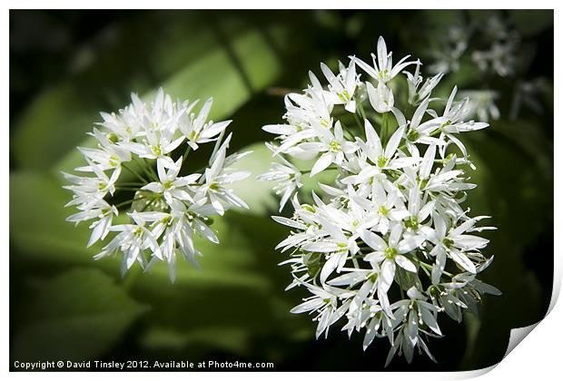 Wild Garlic Print by David Tinsley