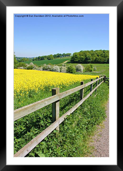 Rapeseed field and fence Framed Mounted Print by Dan Davidson