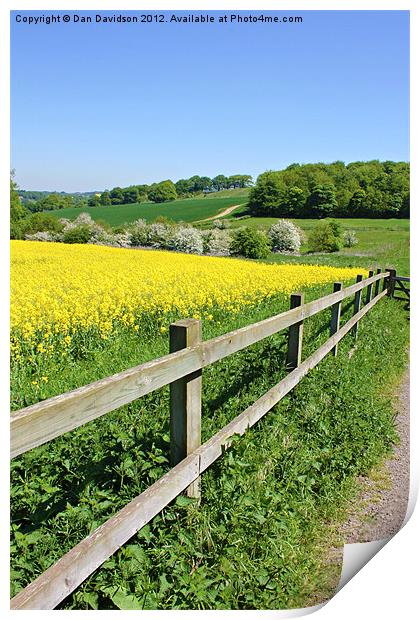 Rapeseed field and fence Print by Dan Davidson