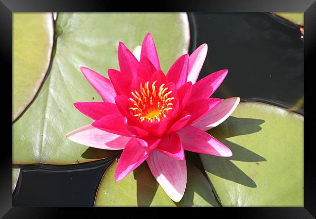 Water Lily 2 Framed Print by John Taylor