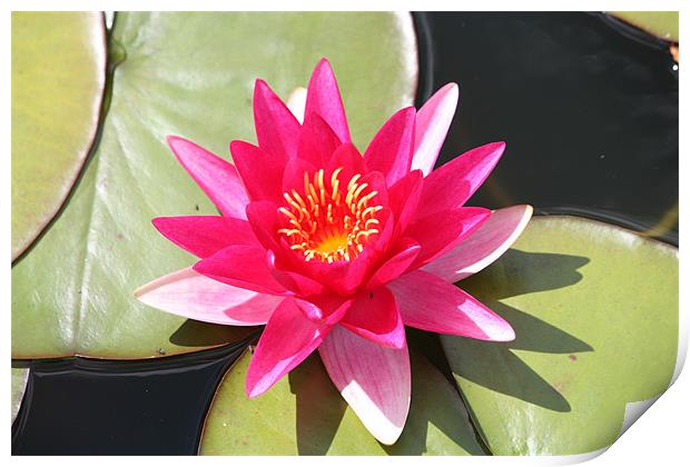 Water Lily 2 Print by John Taylor
