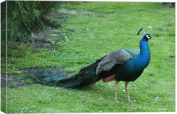 Peacock Canvas Print by Linda Brown