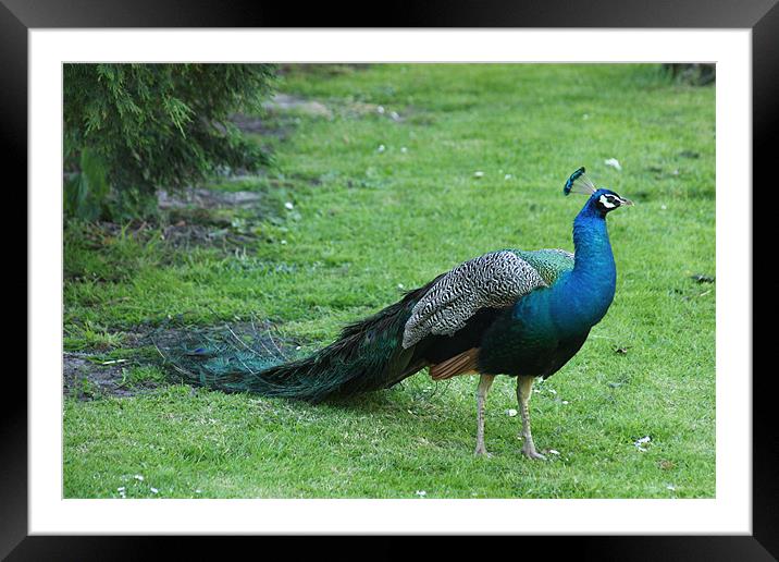 Peacock Framed Mounted Print by Linda Brown