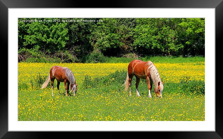Ponies in buttercup field Framed Mounted Print by Ian Purdy