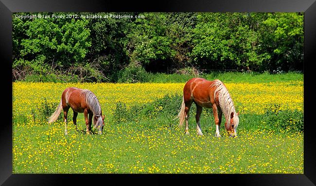 Ponies in buttercup field Framed Print by Ian Purdy