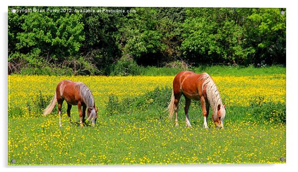 Ponies in buttercup field Acrylic by Ian Purdy