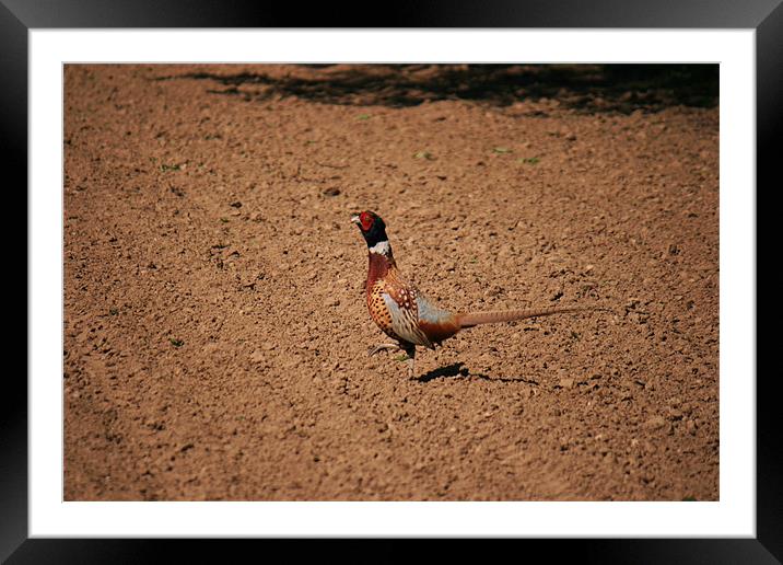cock Pheasant Framed Mounted Print by dennis brown