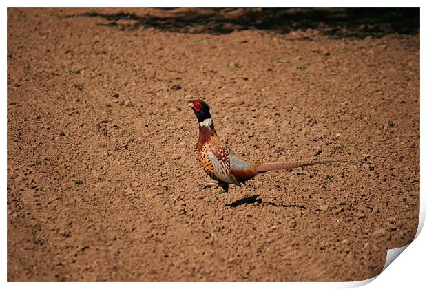 cock Pheasant Print by dennis brown
