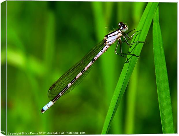 Young Damselfly Canvas Print by Ian Purdy