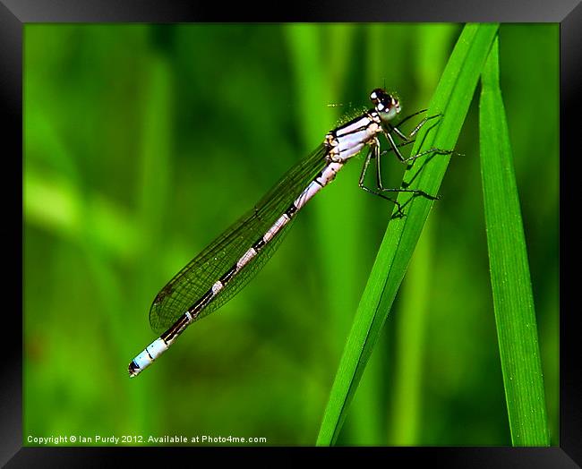 Young Damselfly Framed Print by Ian Purdy