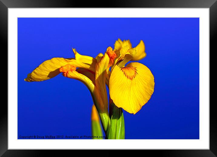 Yellow Iris Framed Mounted Print by Doug McRae
