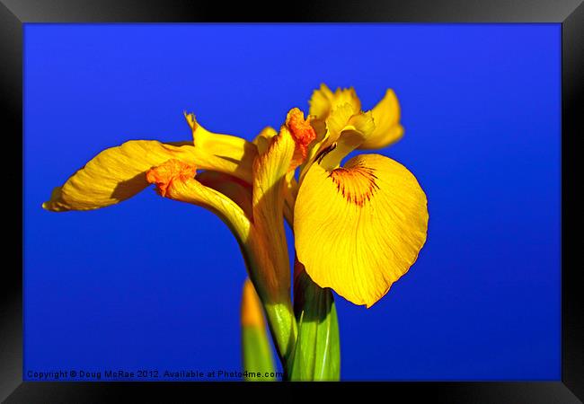 Yellow Iris Framed Print by Doug McRae
