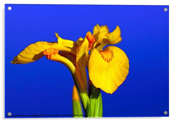 Yellow Iris Acrylic by Doug McRae