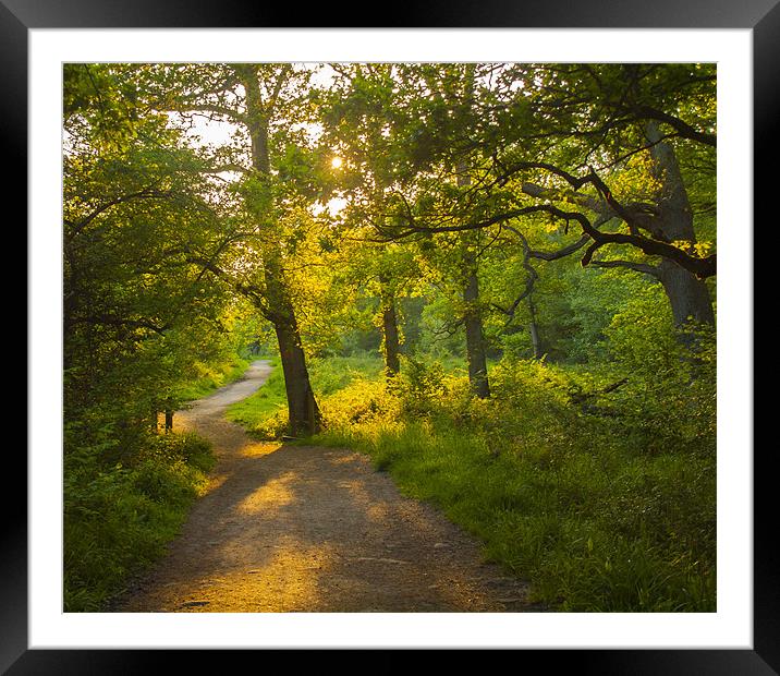 BOOKHAM WOODLAND Framed Mounted Print by Clive Eariss