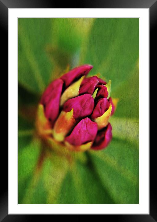 Pink Rhododendron. Framed Mounted Print by Rosanna Zavanaiu