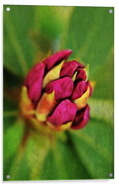 Pink Rhododendron. Acrylic by Rosanna Zavanaiu