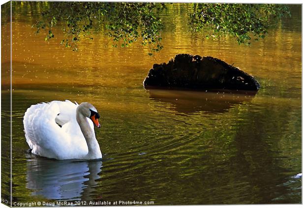 Mute swan Canvas Print by Doug McRae