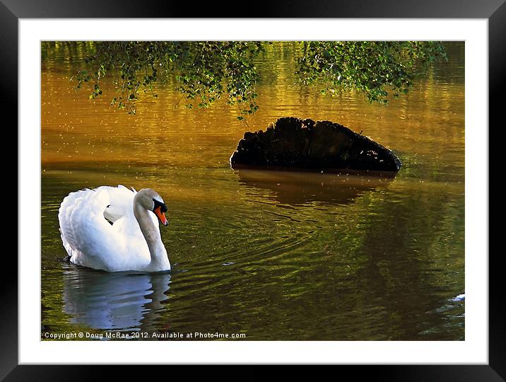 Mute swan Framed Mounted Print by Doug McRae