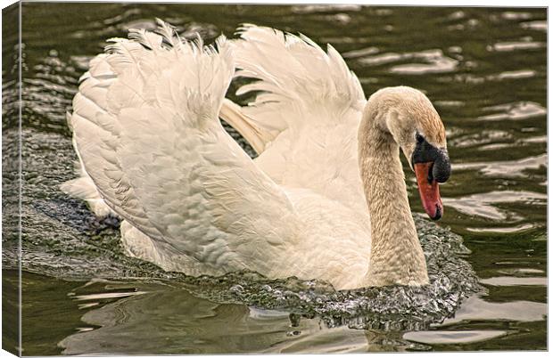 Swan Canvas Print by Steve Purnell