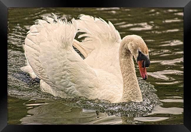 Swan Framed Print by Steve Purnell