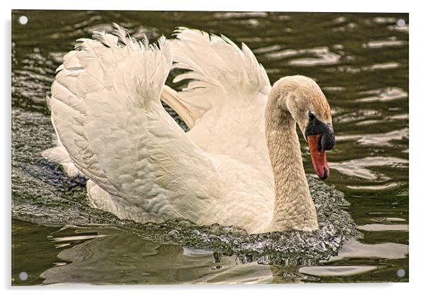 Swan Acrylic by Steve Purnell