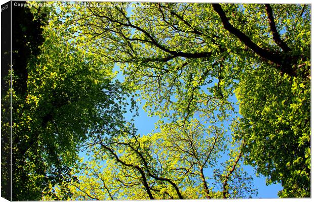 Tree canopy in spring Canvas Print by Ian Purdy
