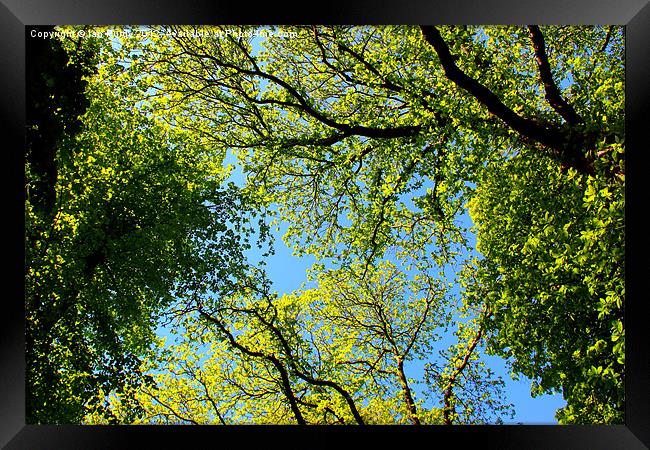 Tree canopy in spring Framed Print by Ian Purdy