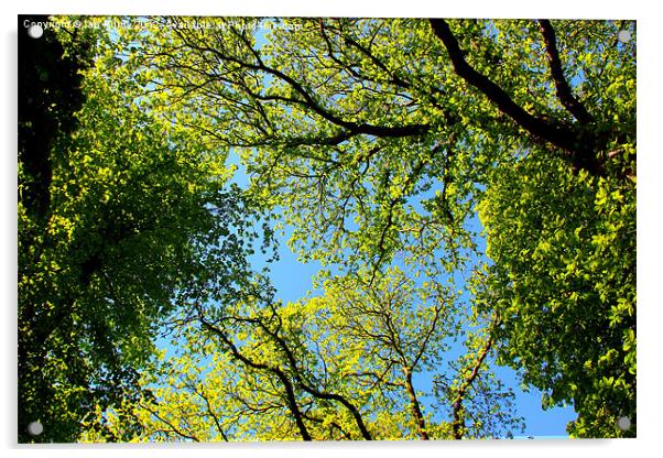 Tree canopy in spring Acrylic by Ian Purdy