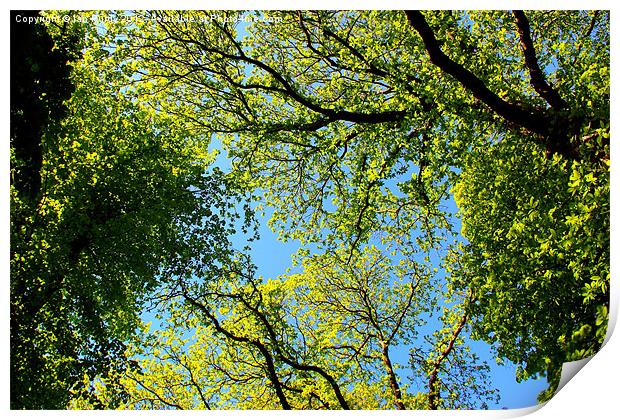 Tree canopy in spring Print by Ian Purdy
