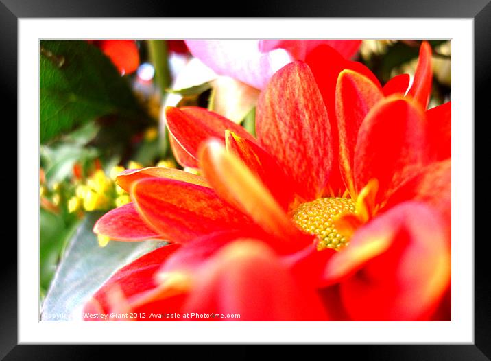 Orange Bouquet Framed Mounted Print by Westley Grant