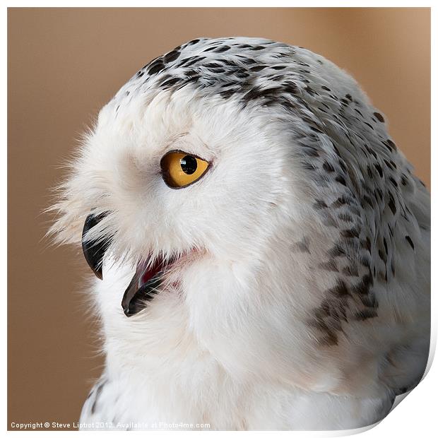 Snowy Owl (Bubo scandiacus) Print by Steve Liptrot