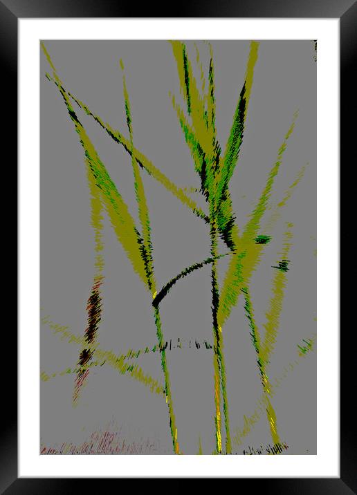 Water Reed Digital art Framed Mounted Print by David Pyatt