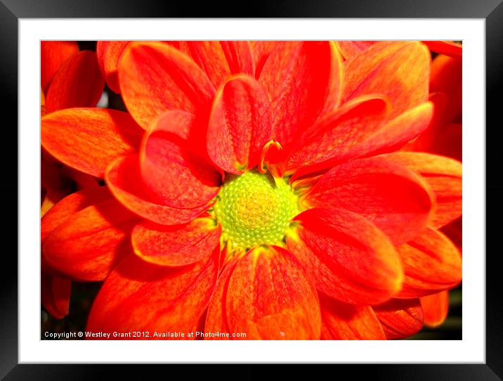 Orange Flower Framed Mounted Print by Westley Grant