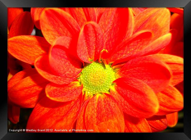 Orange Flower Framed Print by Westley Grant