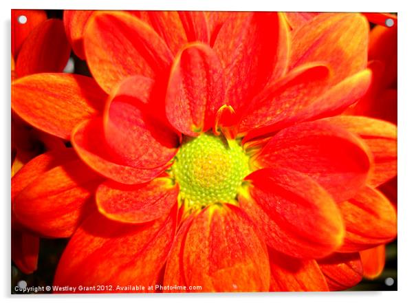 Orange Flower Acrylic by Westley Grant