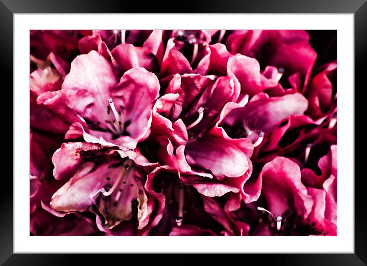 Azalea Low Key Framed Mounted Print by Steve Purnell