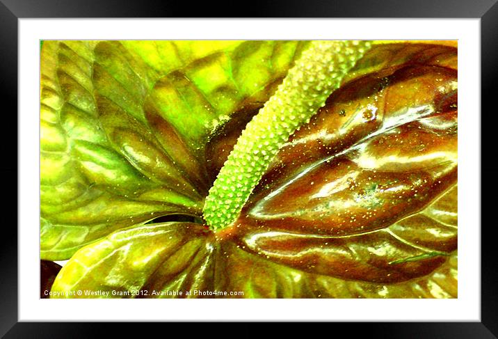 Anthurium Framed Mounted Print by Westley Grant